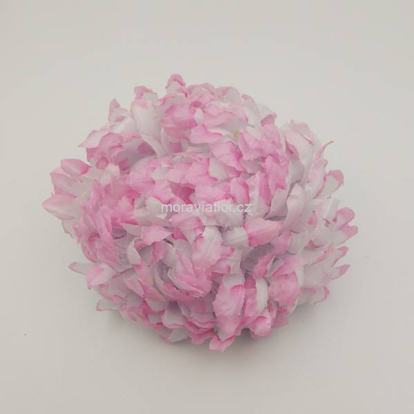Chrysantéma 12 bílo/růžová 12 cm