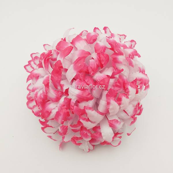Chrysantéma 13 bílo/červená 12 cm