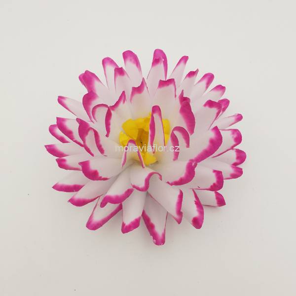 Jiřina malá 4123 žlutobílá/bordó 10 cm