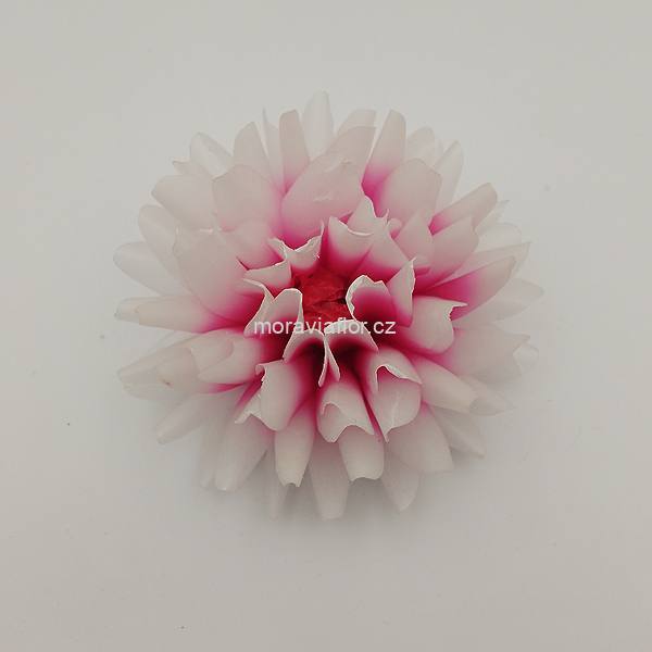 Jiřina malá 421 červeno/bílá 10 cm