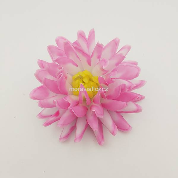 Jiřina malá 312 žluto/bílo/růžová 10 cm