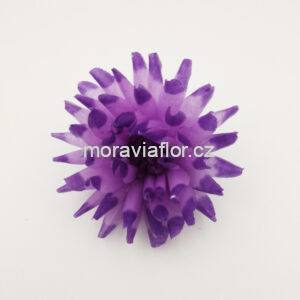 Jiřina malá 55 fialovo/fialová