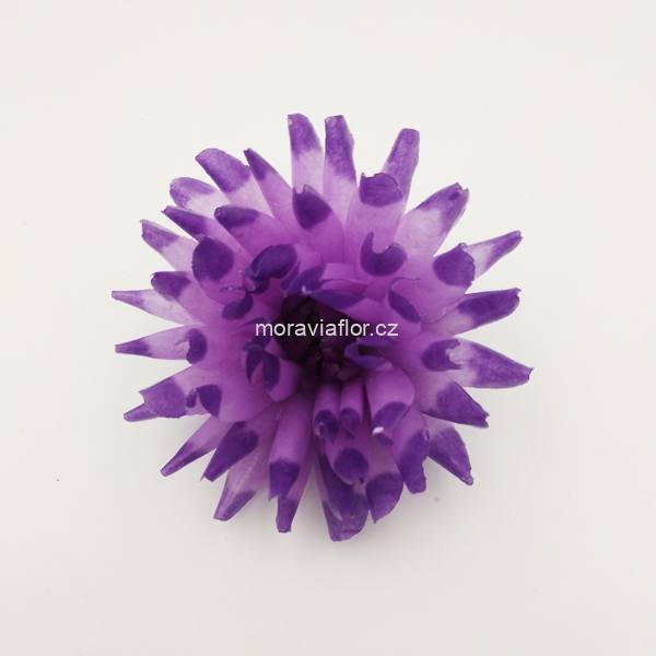Jiřina malá 55 fialovo/fialová 10 cm