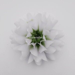 Jiřina střední 771 bílo/zelená