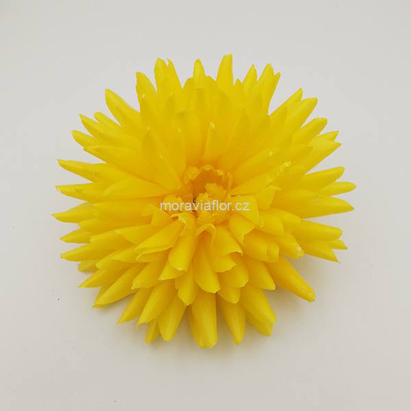 Jiřina velká 4 žlutá 15,5 cm