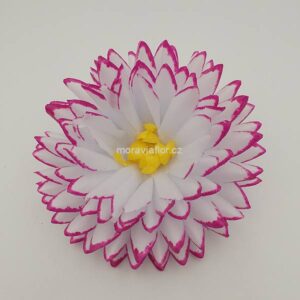 Jiřina velká 4123 bíložlutá bordó 15,5 cm