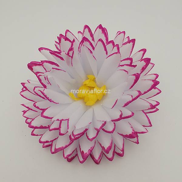 Jiřina velká 4123 bíložlutá bordó 15,5 cm