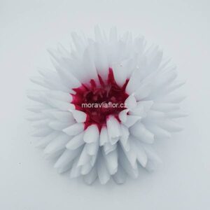 Jiřina velká 321 bílo červená 15,5 cm