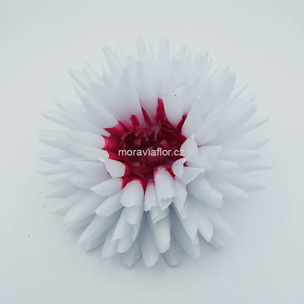 Jiřina velká 321 bílo červená 15,5 cm