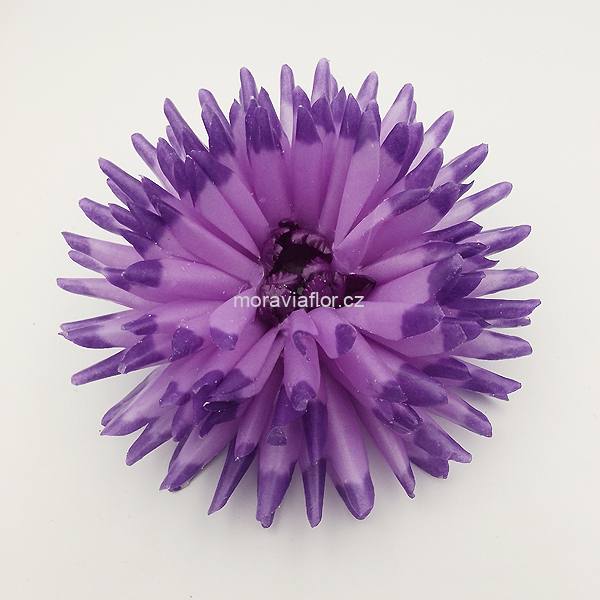 Jiřina velká 55 fialovo fialová 15,5 cm