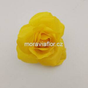 Růže žlutá